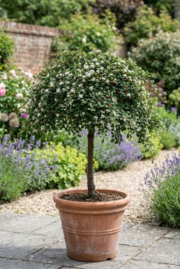 Cotoneaster procumbens 'Queen of Carpets' op stam 120 cm C7,5