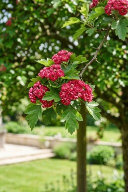 Crataegus media 'Paul's Scarlet' op stam 120 cm C10