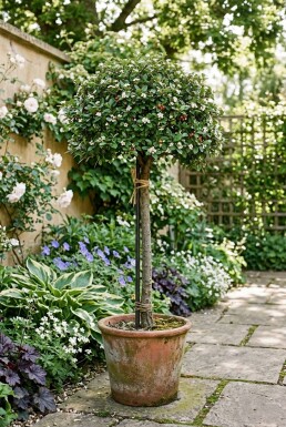 Cotoneaster dammeri 'Major' op stam 40 cm C4