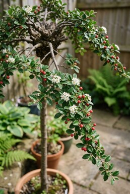 Cotoneaster suecicus 'Coral Beauty' op stam 40 cm C4