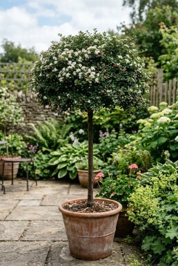 Cotoneaster dammeri 'Major' op stam 60 cm C4