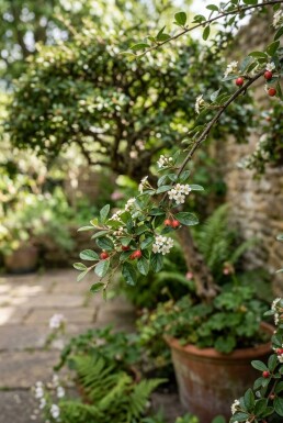 Cotoneaster dammeri 'Major' op stam 60 cm C4