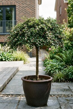 Cotoneaster procumbens 'Queen of Carpets' op stam 60 cm C4