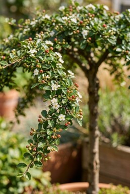 Cotoneaster procumbens 'Queen of Carpets' op stam 60 cm C4