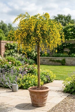 Cytisus 'Golden Tears' op stam 60 cm C4
