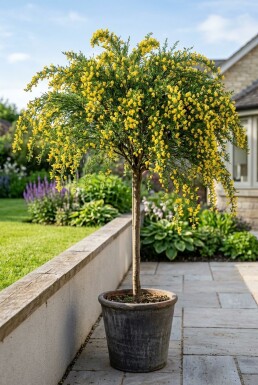 Cytisus 'Golden Tears' op stam 60 cm C4