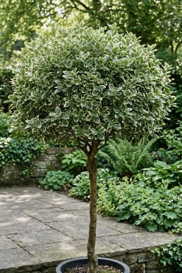 Euonymus fortunei 'Emerald Gaiety' op stam 80 cm C4