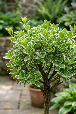 Euonymus fortunei 'Emerald Gaiety' op stam 80 cm C4