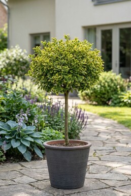 Euonymus fortunei 'Emerald 'n' Gold' op stam 60 cm C4