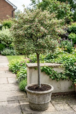 Cotoneaster atropurpureus 'Variegatus' op stam 80 cm C5