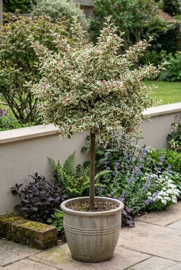 Cotoneaster atropurpureus 'Variegatus' op stam 80 cm C5