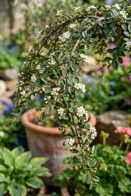 Cotoneaster dammeri 'Namsham' op stam 80 cm C5
