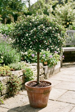 Cotoneaster dammeri 'Streibs Findling' op stam 80 cm C5