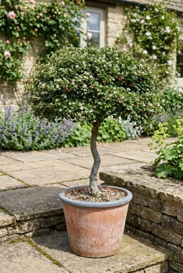 Cotoneaster dammeri 'Streibs Findling' op stam 80 cm C5