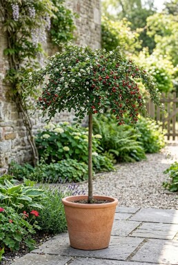 Cotoneaster suecicus 'Coral Beauty' op stam 80 cm C5