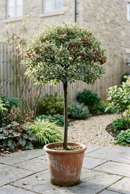 Cotoneaster suecicus 'Juliette' op stam 80 cm C5