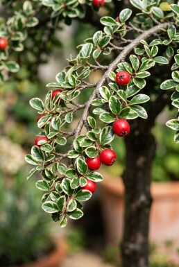 Cotoneaster suecicus 'Juliette' op stam 80 cm C5