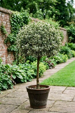 Euonymus fortunei 'Harlequin' op stam 80 cm C5