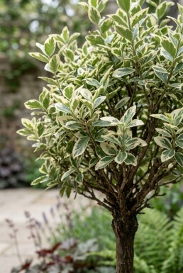 Euonymus fortunei 'Harlequin' op stam 80 cm C5