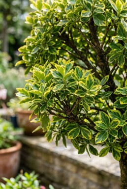 Euonymus fortunei 'Emerald 'n' Gold' op stam 80 cm C5
