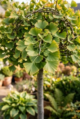 Ginkgo biloba 'Mariken' op stam 100 cm C7,5