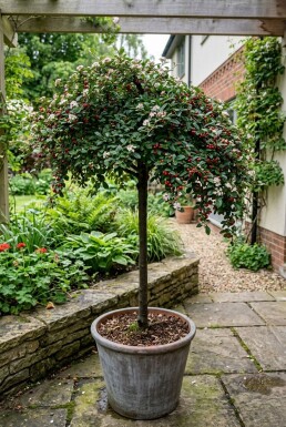 Cotoneaster dammeri 'Winter Jewel' op stam 120 cm C7,5