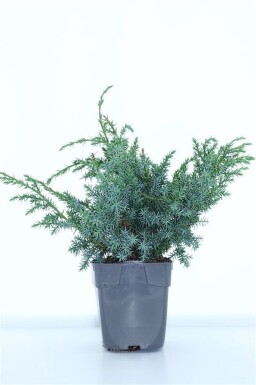 Juniperus chinensis 'Blue Alps' struik 15-20 cm C1