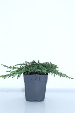 Juniperus communis 'Green Carpet' struik 15-20 cm C1