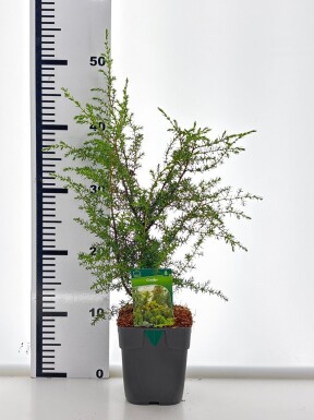 Juniperus communis 'Suecica' struik 15-20 cm C1