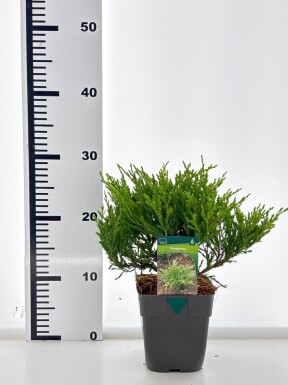 Juniperus horizontalis 'Andorra Compacta' struik 15-20 cm C1