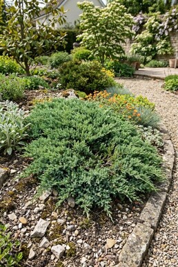 Juniperus horizontalis 'Andorra Compacta' struik 15-20 cm C1