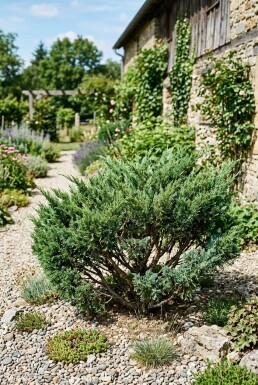 Juniperus chinensis 'San Jose' struik 20-30 cm C2