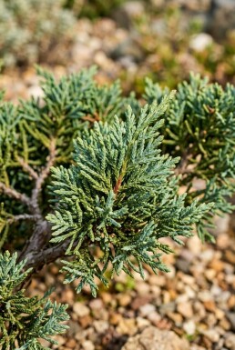 Juniperus chinensis 'San Jose' struik 20-30 cm C2