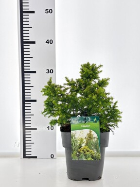 Cryptomeria japonica 'Vilmoriniana' struik 15-20 cm C2
