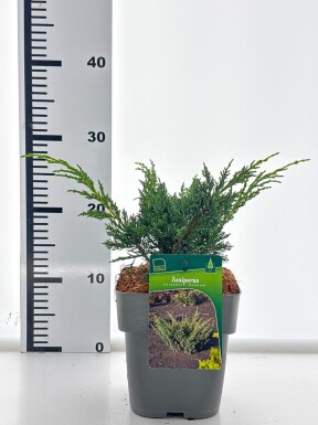 Juniperus chinensis 'Blue Alps' struik 20-30 cm C2