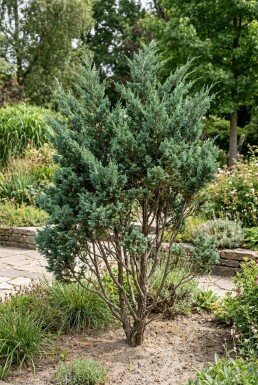Juniperus chinensis 'Blue Alps' struik 20-30 cm C2
