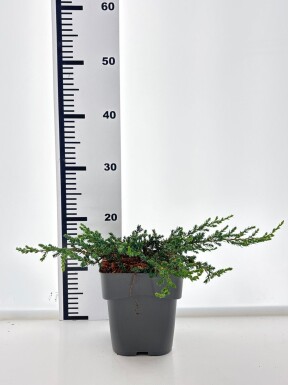 Juniperus communis 'Ristol' struik 15-20 cm C2