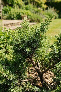 Juniperus communis 'Ristol' struik 15-20 cm C2
