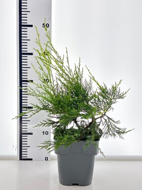 Juniperus pfitzeriana 'Kuriwao Gold' struik 15-20 cm C2