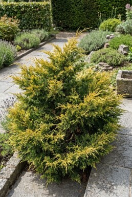 Juniperus pfitzeriana 'Kuriwao Gold' struik 15-20 cm C2