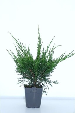 Juniperus pfitzeriana 'Mint Julep' struik 15-20 cm C1