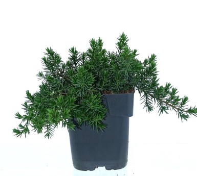 Juniperus conferta 'Blue Pacific' struik 15-20 cm C2