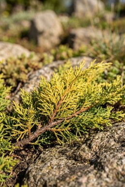 Juniperus horizontalis 'Limeglow' struik 15-20 cm C2