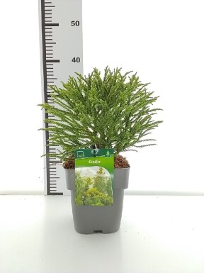 Cryptomeria japonica 'Little Champion' struik 30-40 cm C2