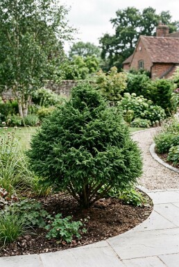 Cryptomeria japonica 'Little Champion' struik 30-40 cm C2