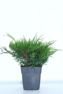 Juniperus pfitzeriana 'Old Gold' struik 15-20 cm C1