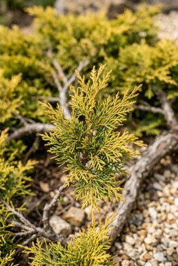 Juniperus pfitzeriana 'Old Gold' struik 15-20 cm C1