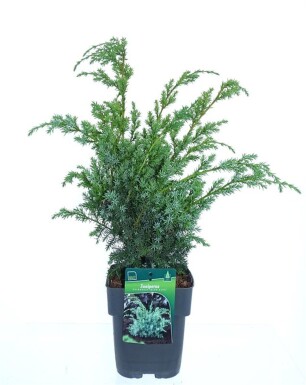 Juniperus chinensis 'Blue Alps' struik 30-40 cm C2