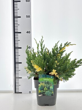 Juniperus chinensis 'Expansa Variegata' struik 30-40 cm C2
