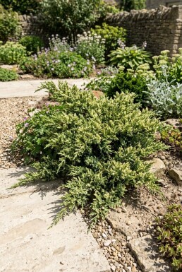 Juniperus chinensis 'Expansa Variegata' struik 30-40 cm C2